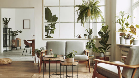 💫 Houseplants That Boost Your Mood