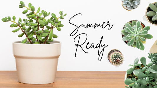☀️ 5 Plants That Thrive in Summer