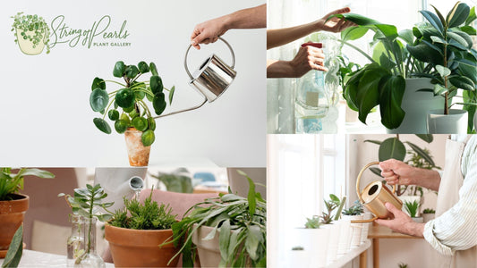 💧 Plant Care Tip: Summer Watering 101