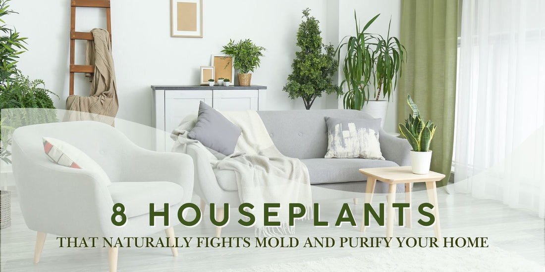 8 Houseplants That Naturally Fight Mold and Purify Your Home