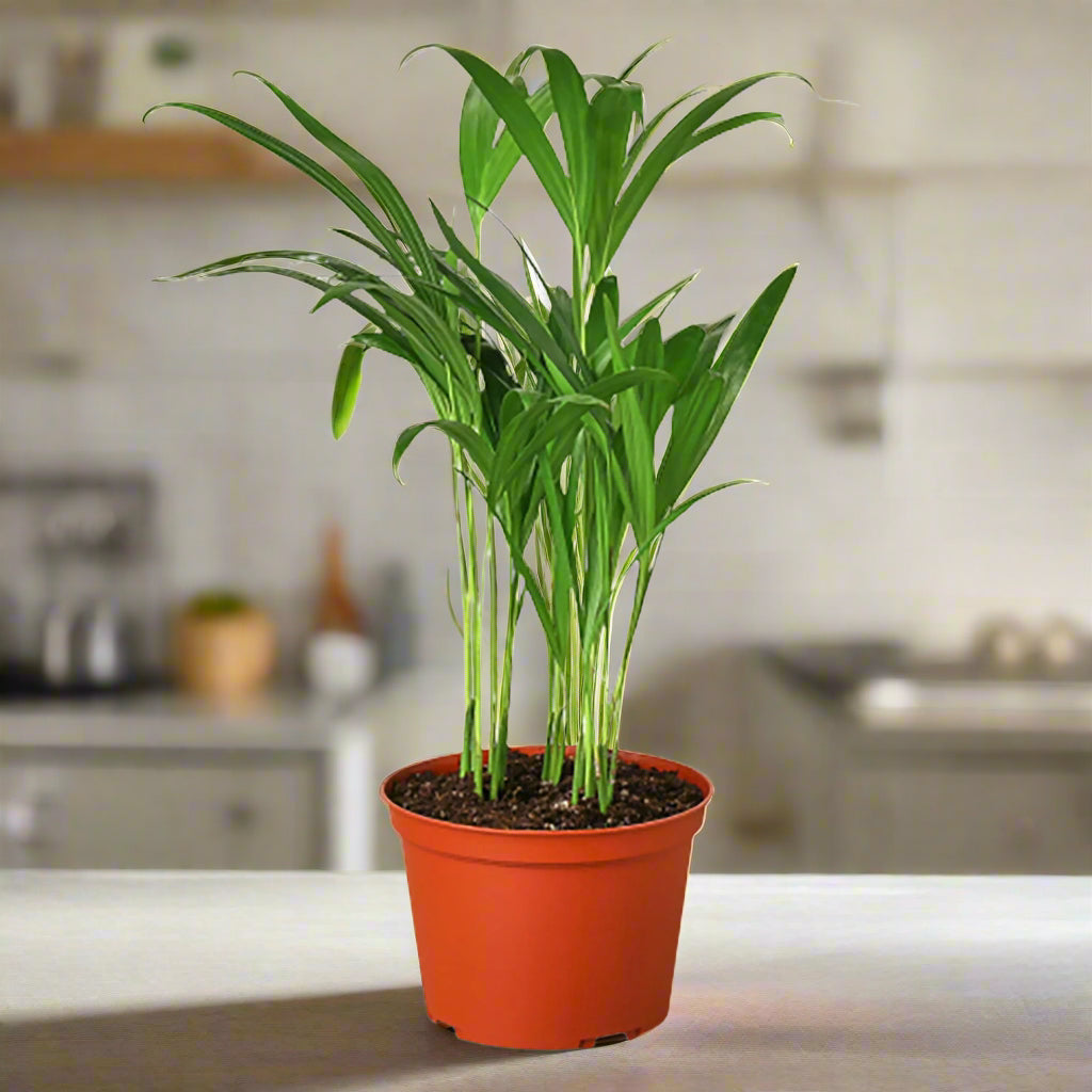 Areca Palm