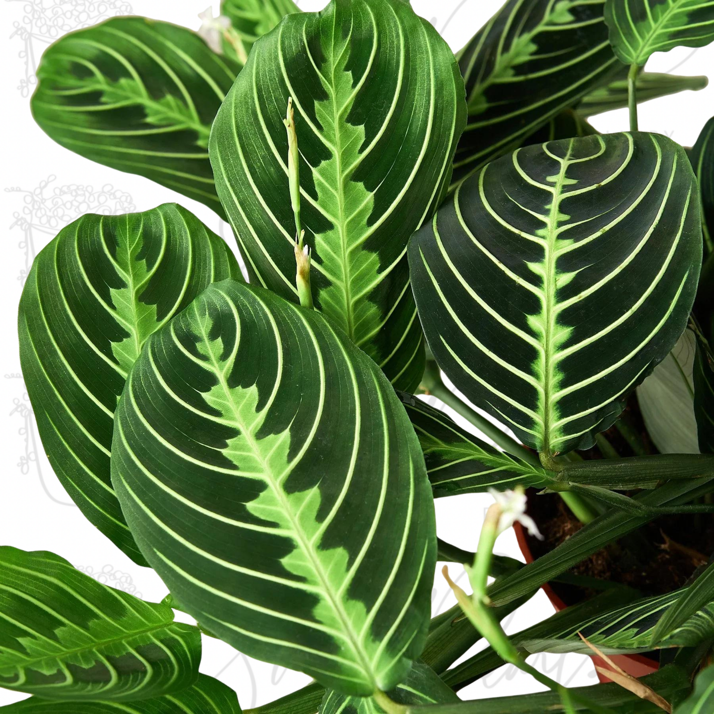 maranta lemon lime plant