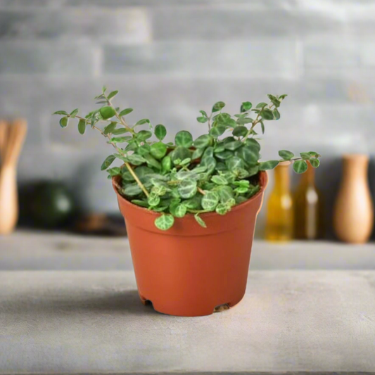 Peperomia Prostrata 'String of Turtles'