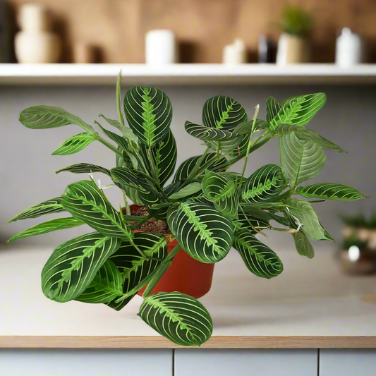 maranta lemon lime plant