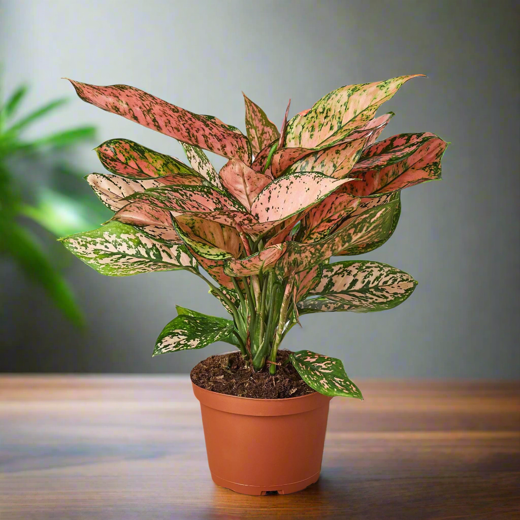 Chinese Evergreen 'Lady Valentine'