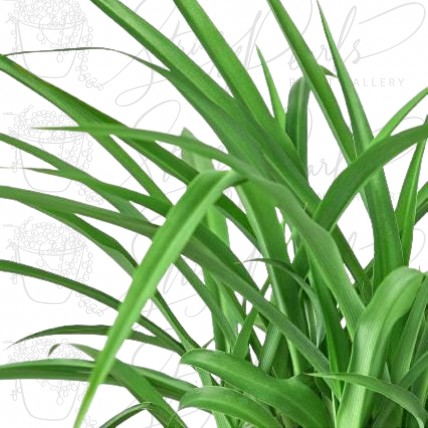 Spider Plant 'Green'