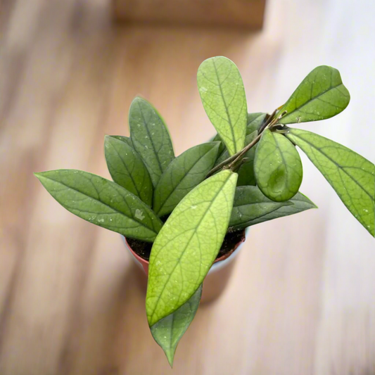 Hoya 'Crassipetiolata'