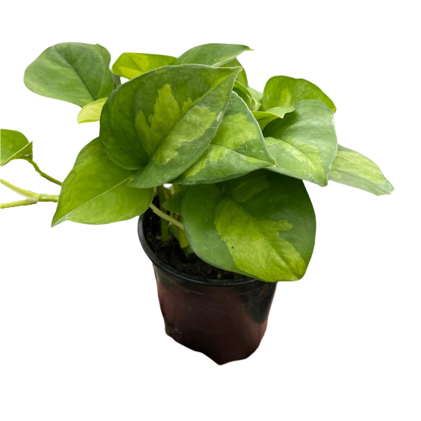 Pothos 'Global Green'