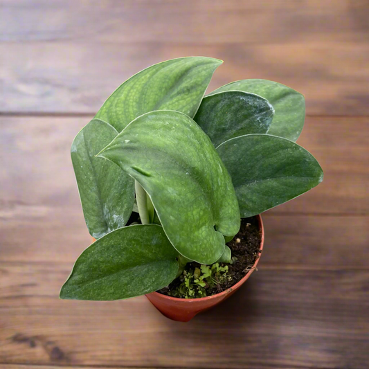 Scindapsus Jade Satin