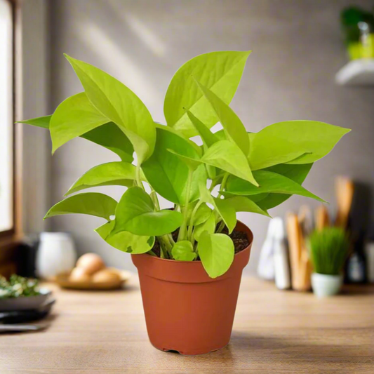 pothos neon plant