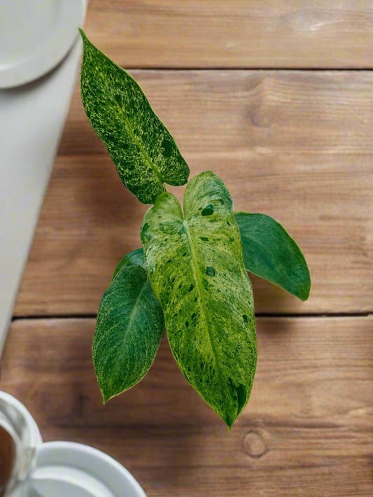 Philodendron 'Paraiso Verde'