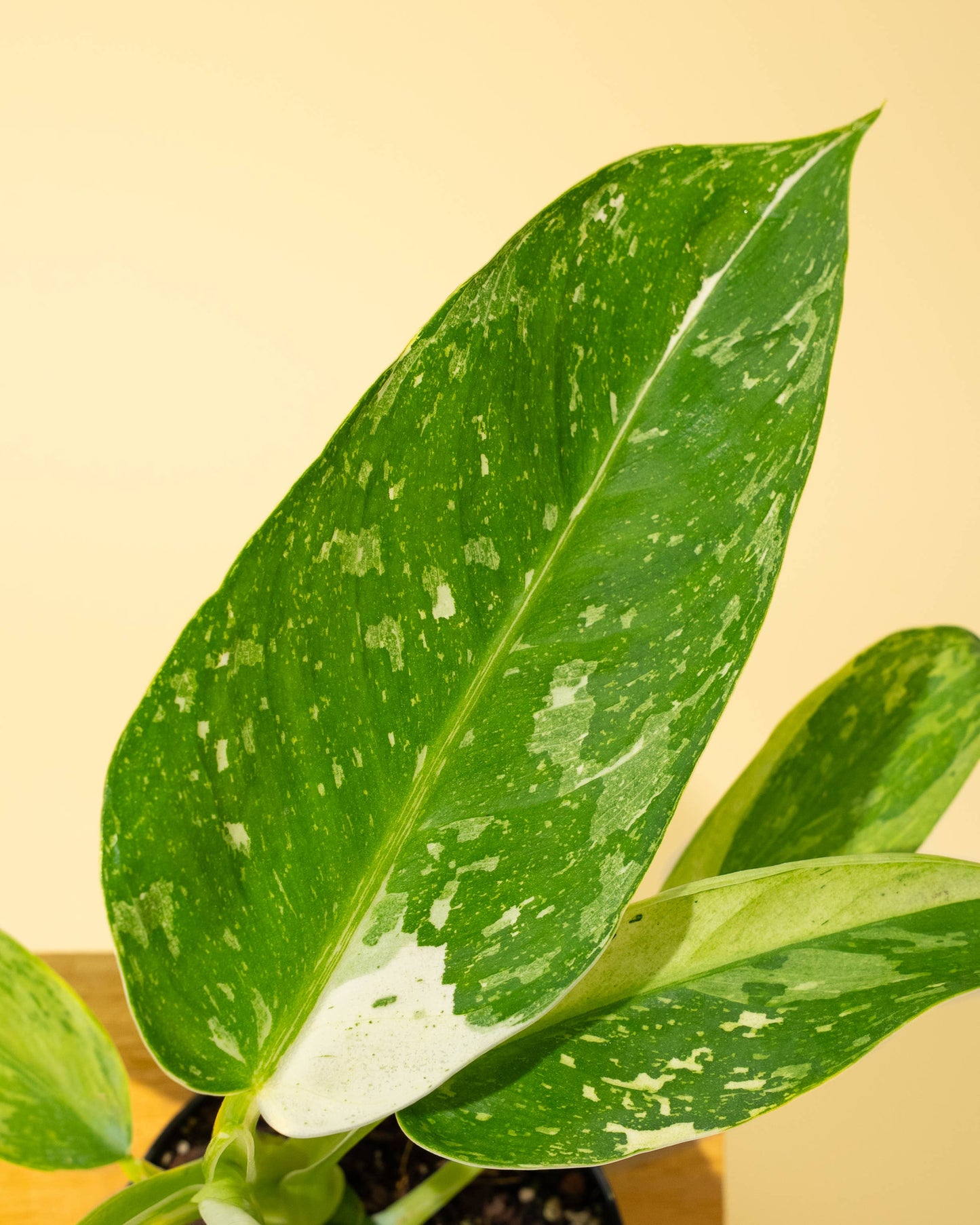 Philodendron 'Jose Buono Fiesta'