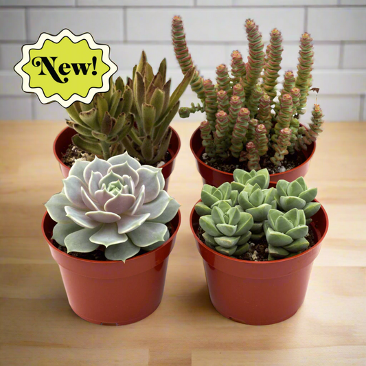 Assorted Succulent Variety