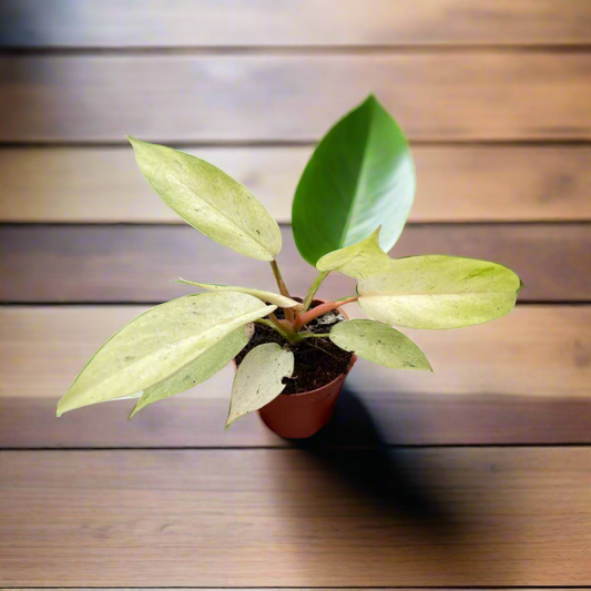 Philodendron 'Snowdrift'