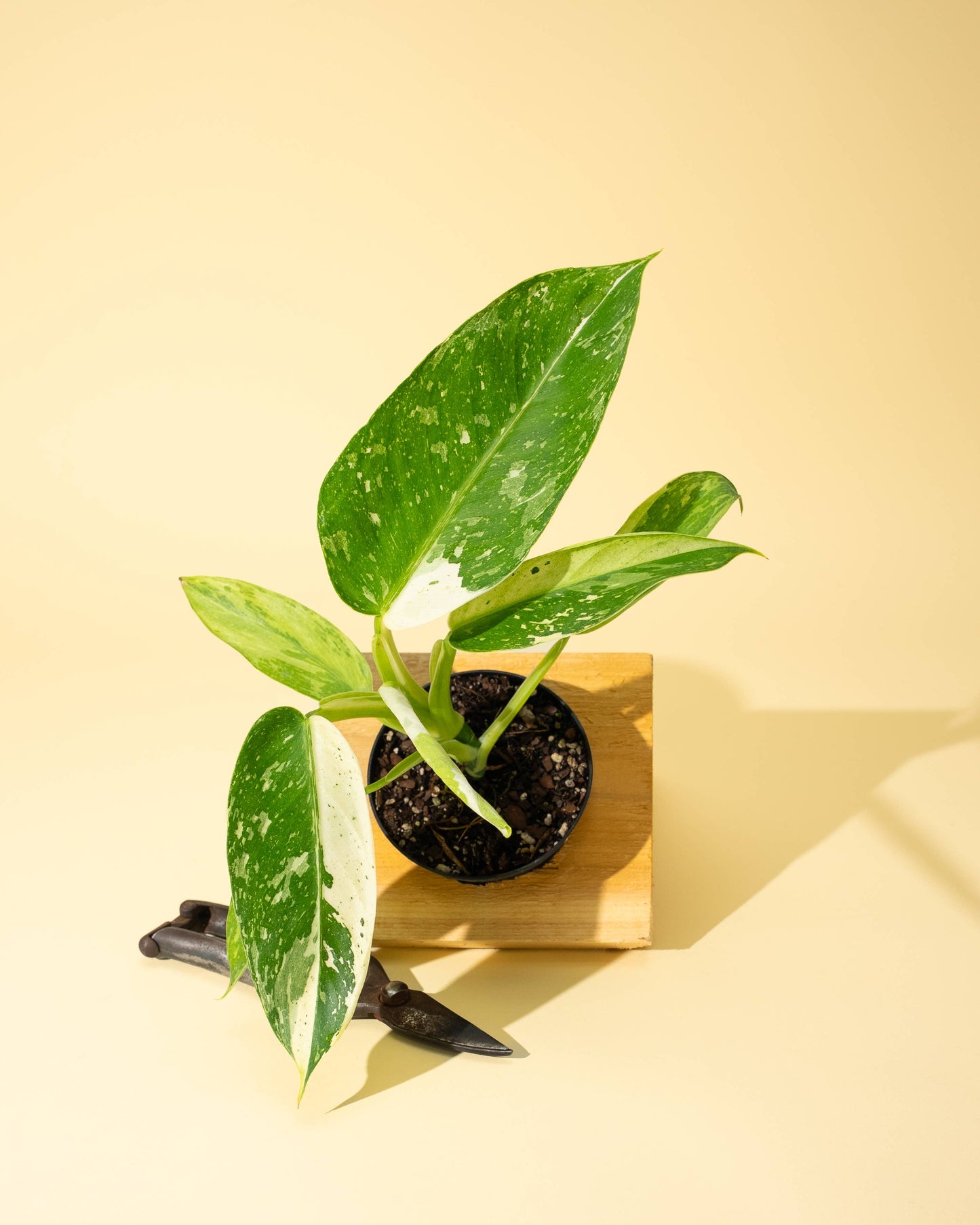 Philodendron 'Jose Buono Fiesta'