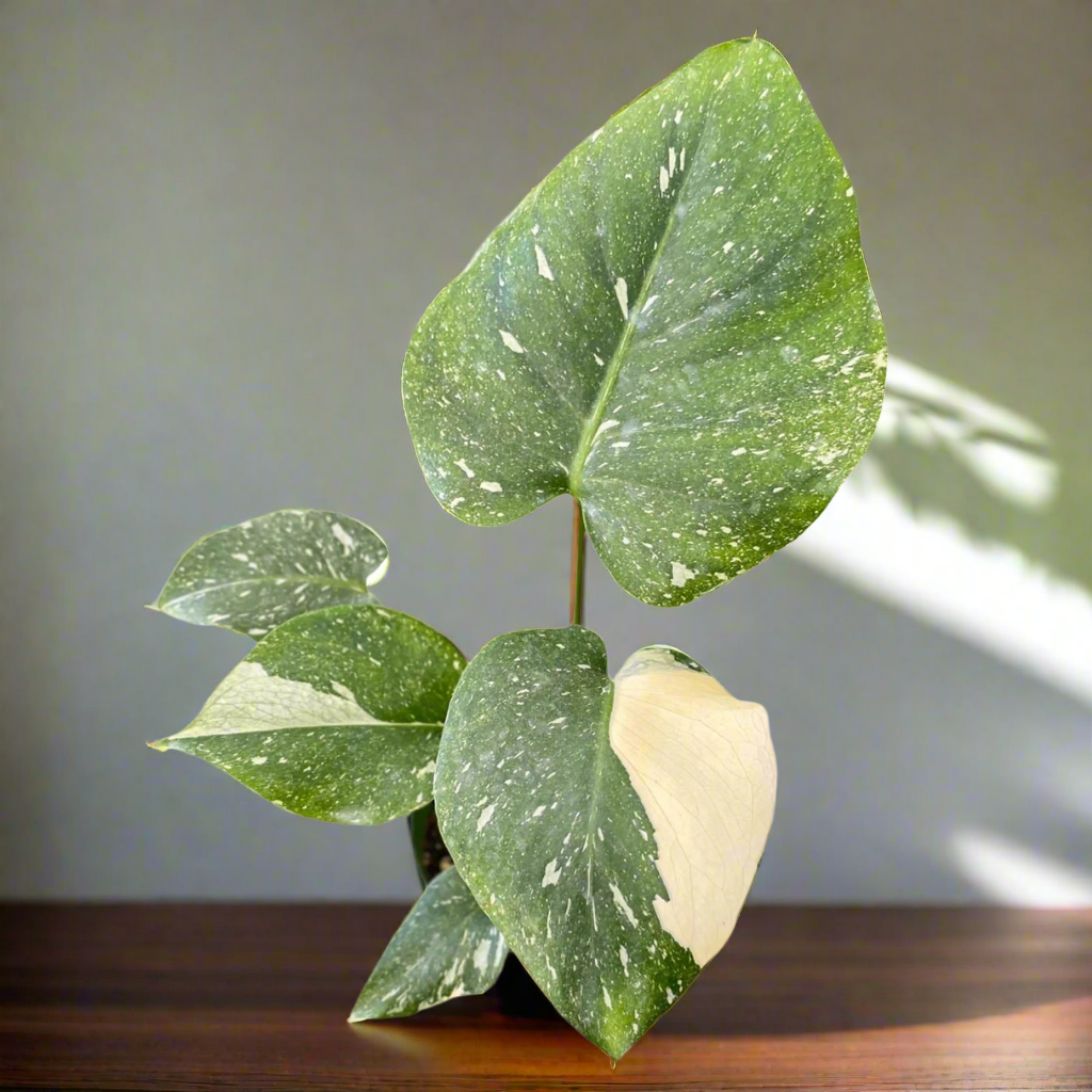 Monstera 'Thai Constellation'