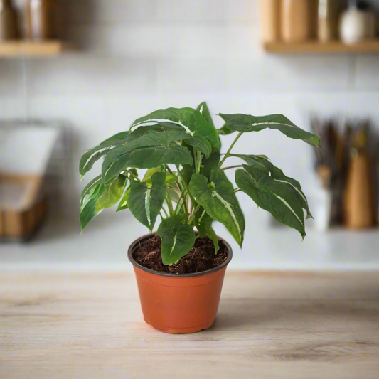 Syngonium wendlandii 'Black Velvet'