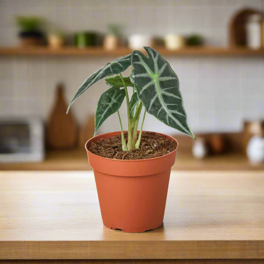 Alocasia Amazonica Bambino known for its unique, arrowhead-shaped leaves that feature prominent white veins against a deep green backdrop