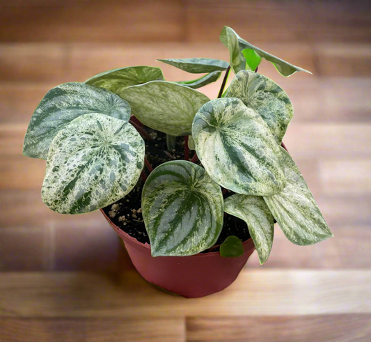 Peperomia 'Watermelon Variegated'