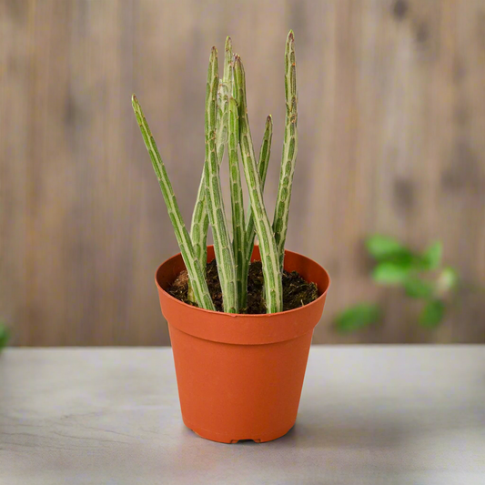 Senecio Stapeliiformis Pickle Plant