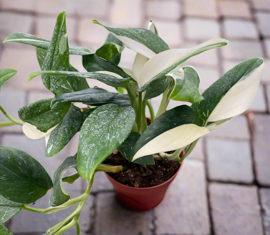 Monstera 'Standeleyana Albo Variegated'
