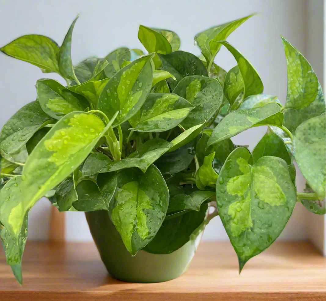 Pothos 'Global Green'