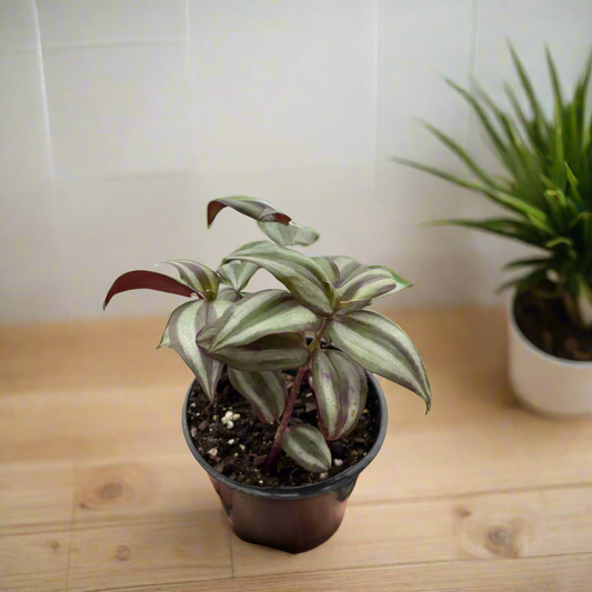 Tradescantia Zebrina 'Wandering Dude'