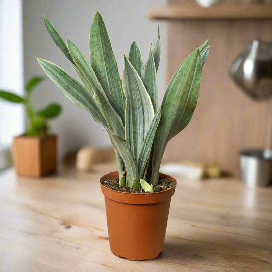 Snake Plant 'Sayuri'