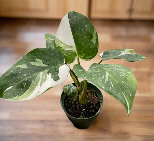 Philodendron 'White Princess'