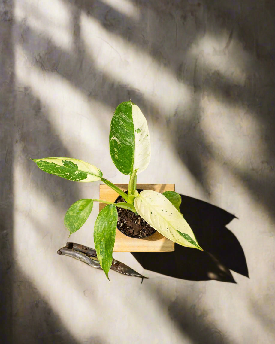 Potted plant on a yellow background