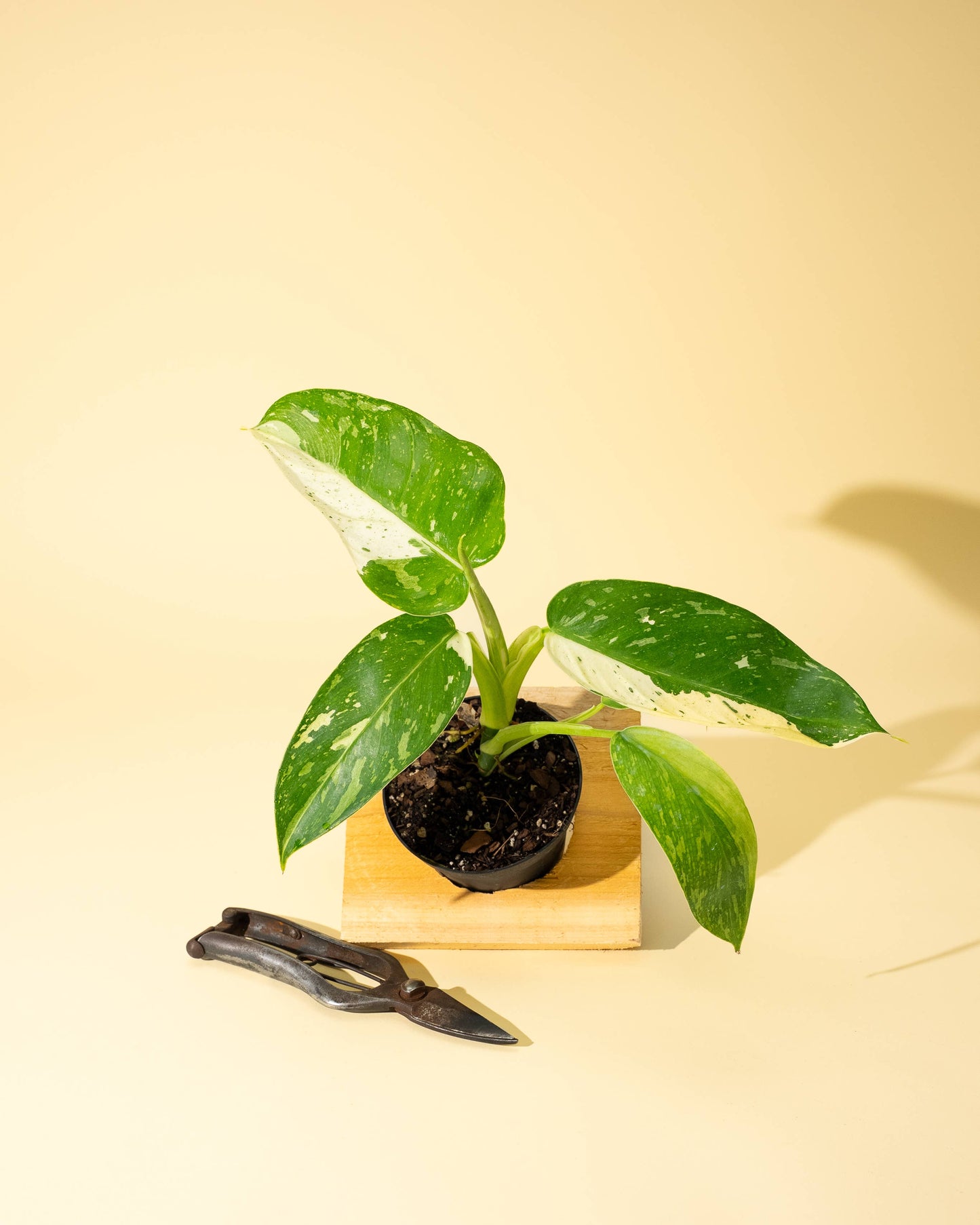 Philodendron 'Jose Buono Fiesta'