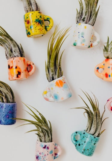 Mini Magnetic Mug Air Plant Friend + Airplant
