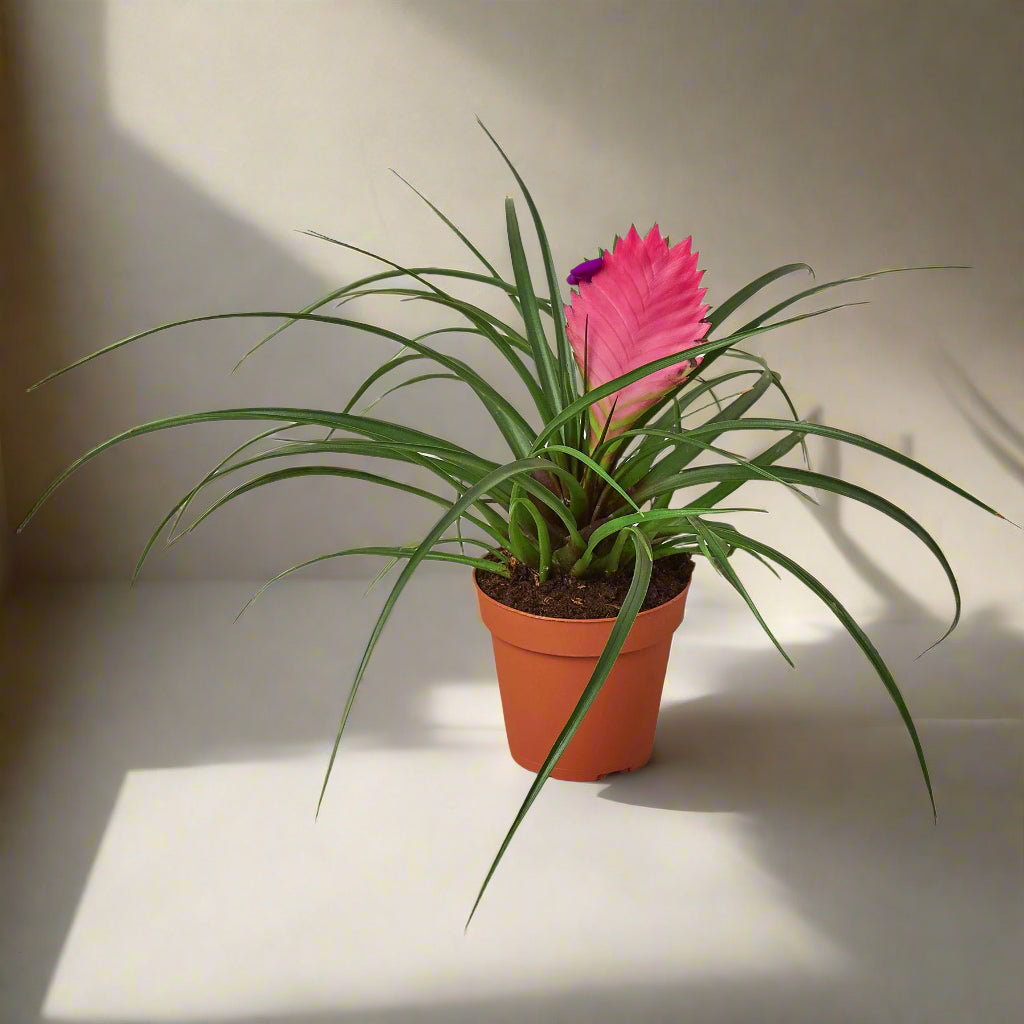Bromeliad Cyanea 'Pink Quill'