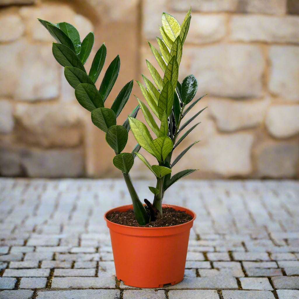 ZZ 'Chameleon' - 4" Nursery Pot