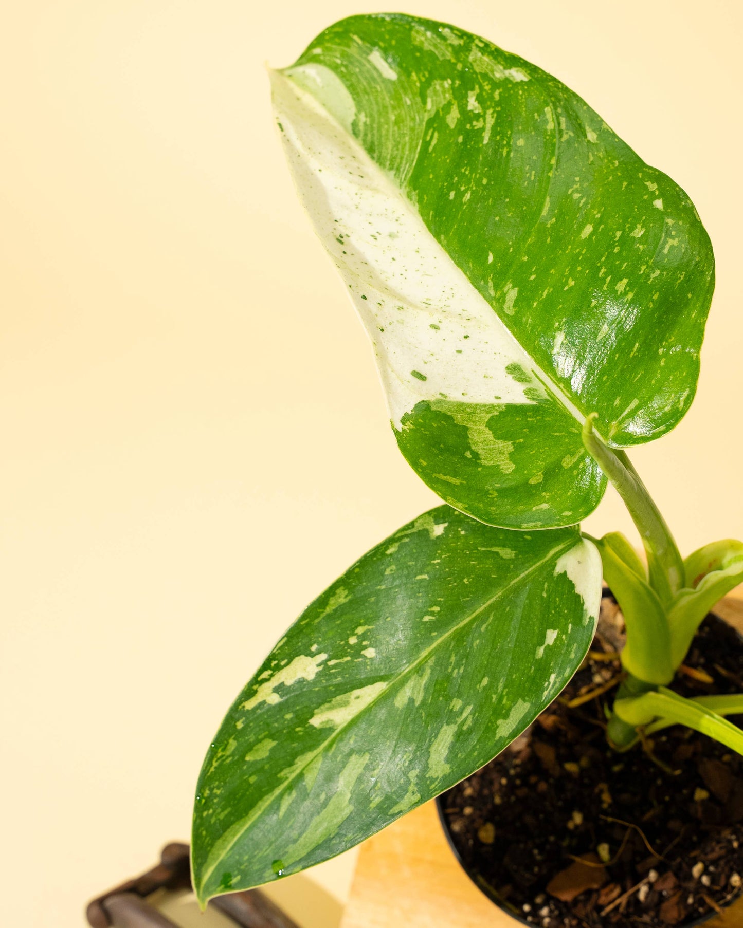 Philodendron 'Jose Buono Fiesta'