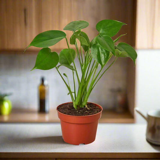 Philodendron Monstera Split-Leaf