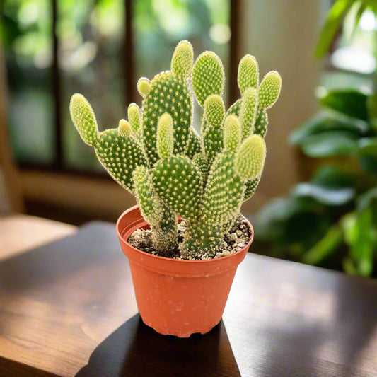Opuntia 'Microdasys' (Bunny Ear Cactus)