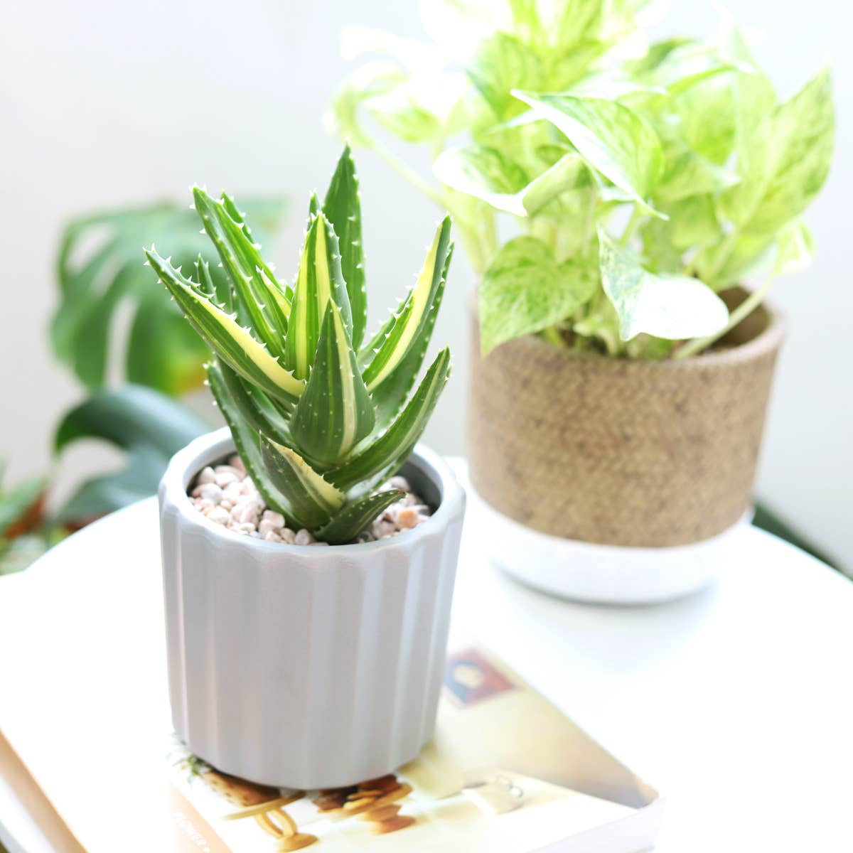 Variegated Aloe Plant - Live Succulents 4 inch Pot