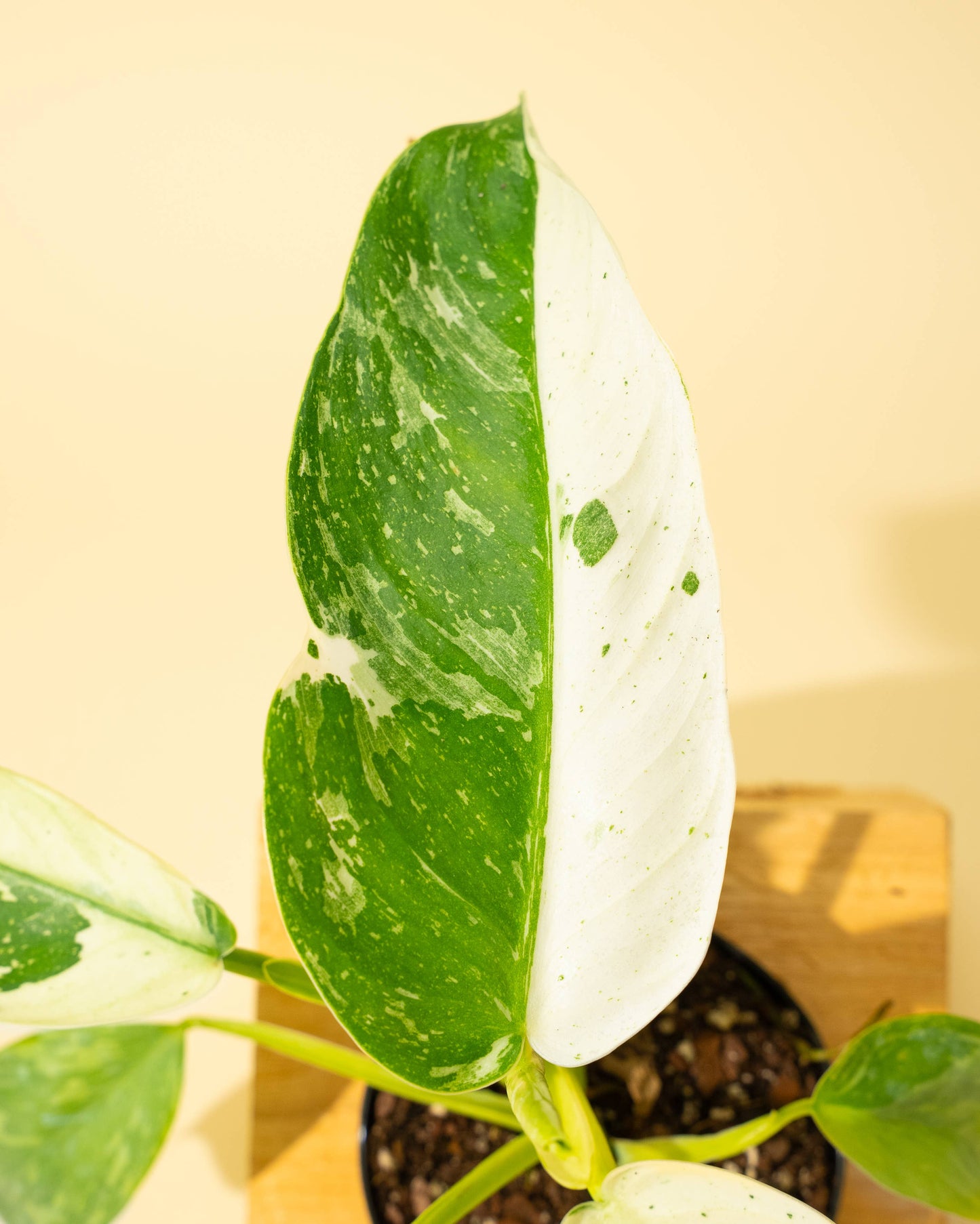 Philodendron 'Jose Buono Fiesta'