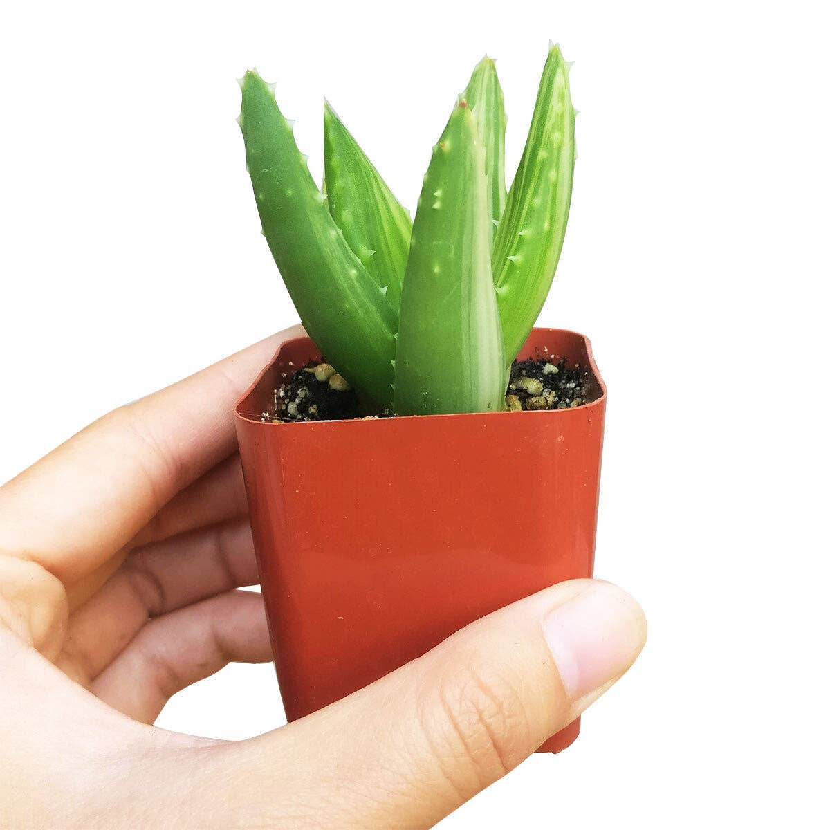 Variegated Aloe Plant - Live Succulents 4 inch Pot