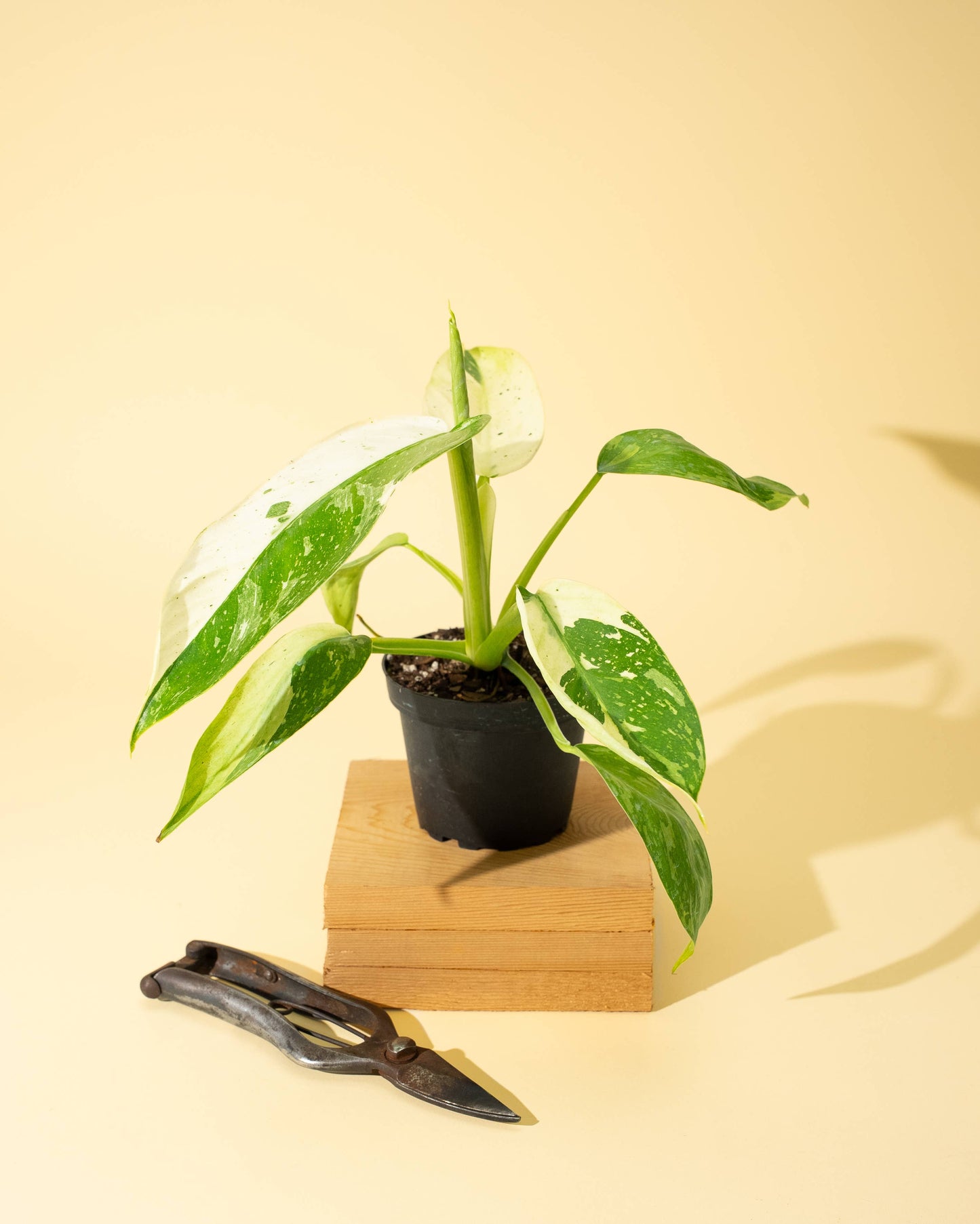 Philodendron 'Jose Buono Fiesta'