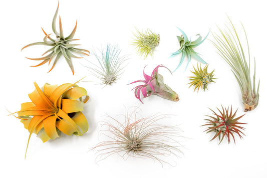 Assorted Colorful Air Plants Variety Pack - Pack of 12