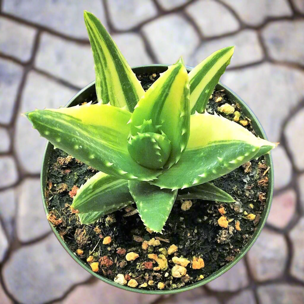 Variegated Aloe Plant - Live Succulents 4 inch Pot
