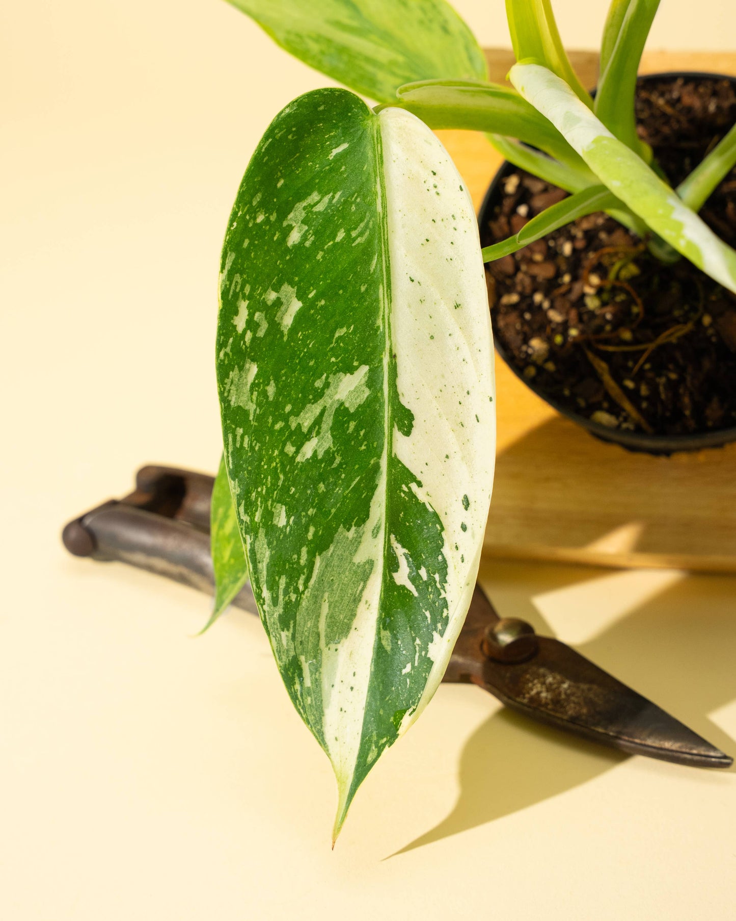 Philodendron 'Jose Buono Fiesta'