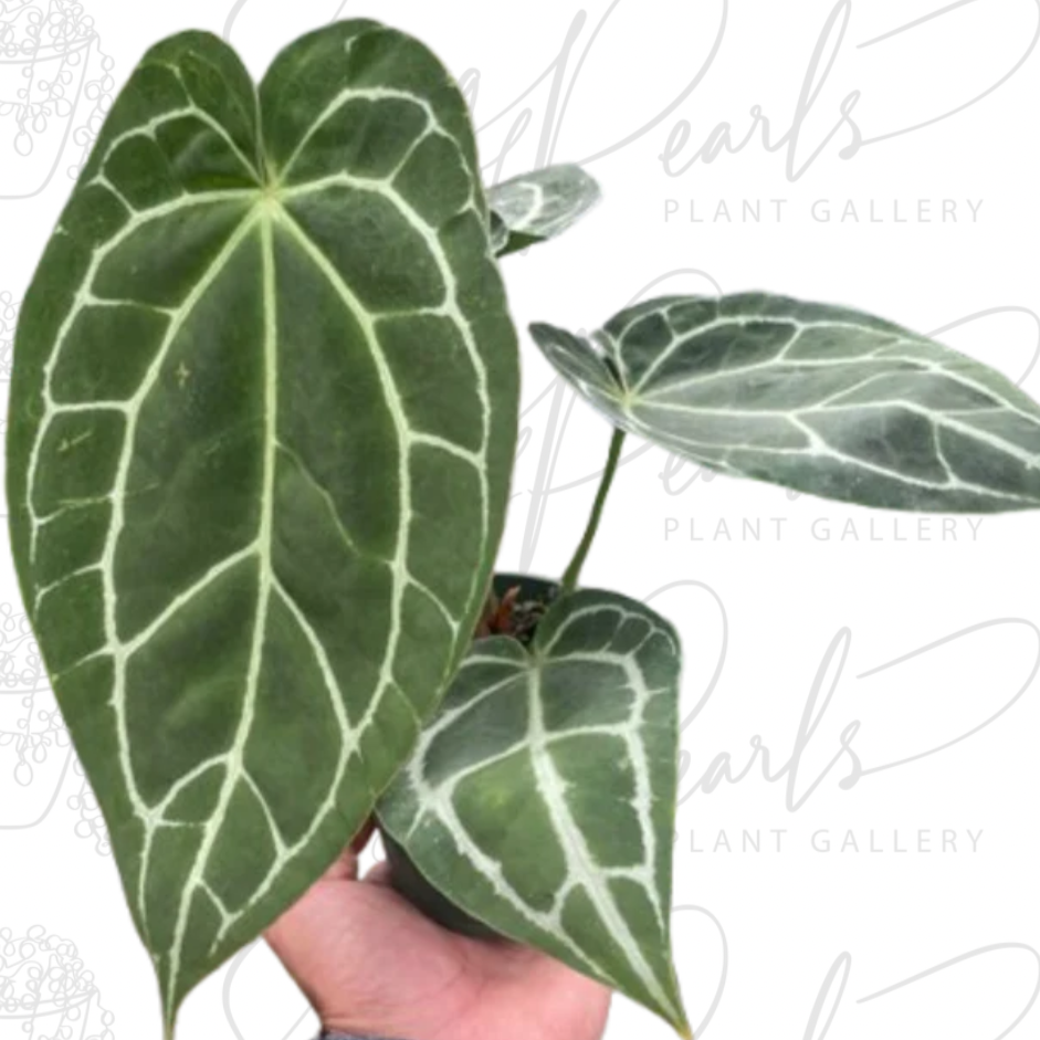 Anthurium Cyrstallinum #4J Exact Plant 4 inch store Pot