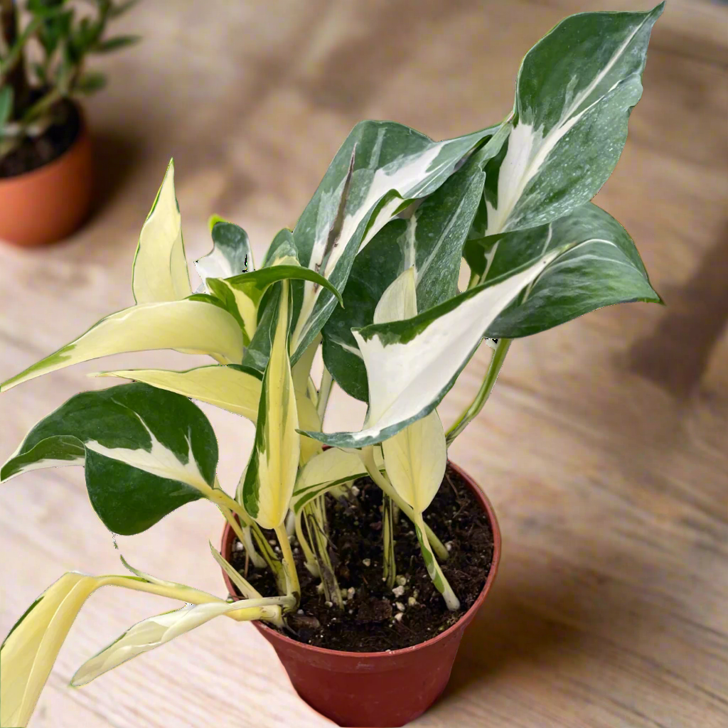 Pothos 'Mutant Manjula'