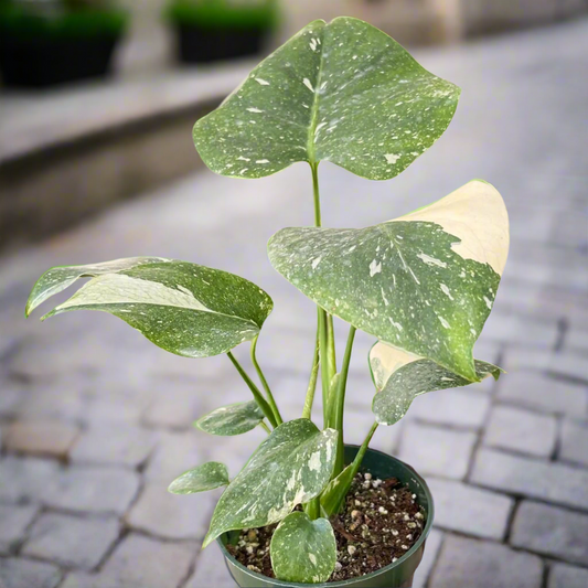 Monstera 'Thai Constellation'