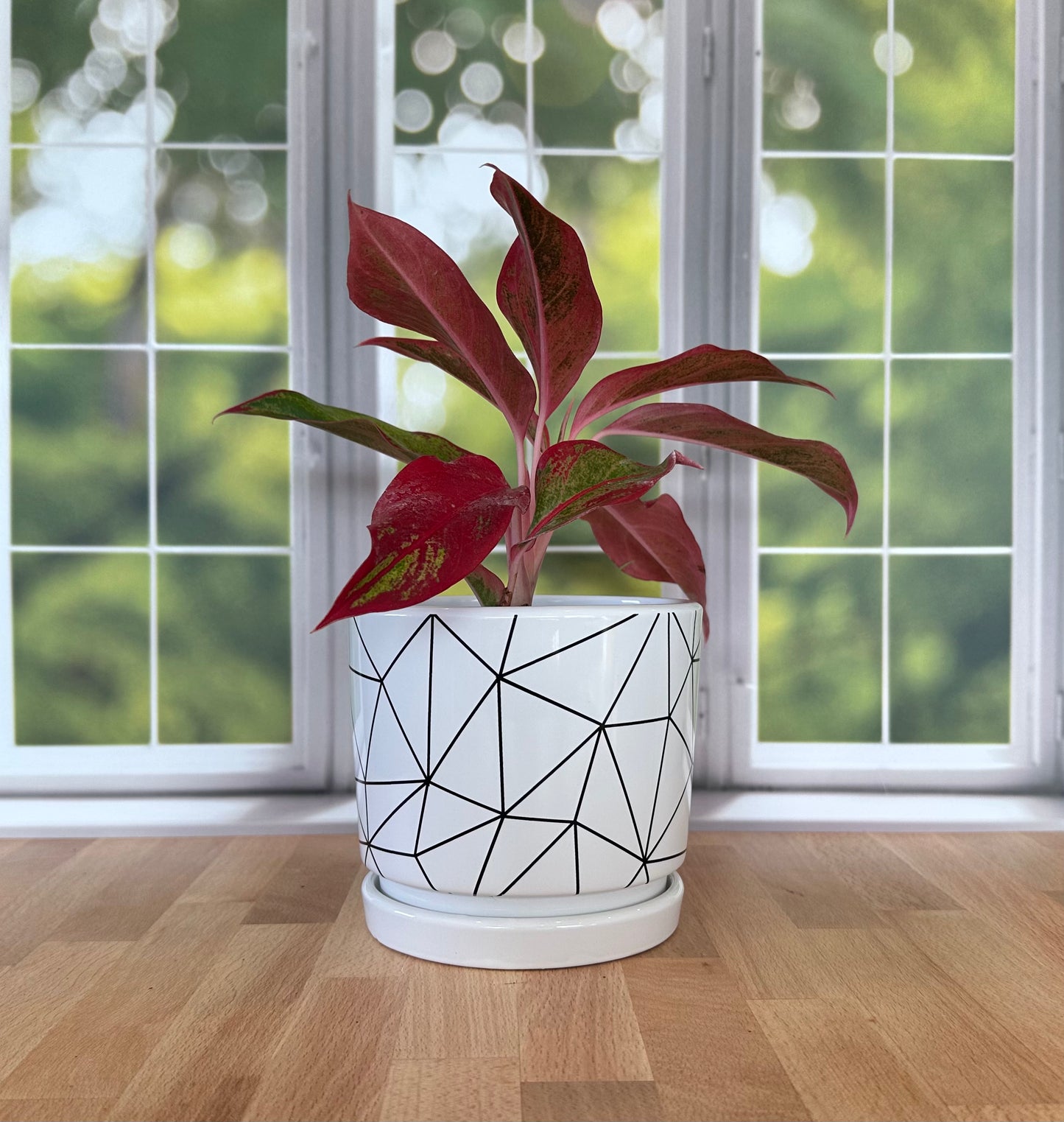 5.5" Geometric Planter - Black and White