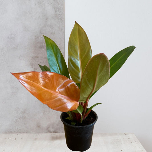 Philodendron 'Prince of Orange'