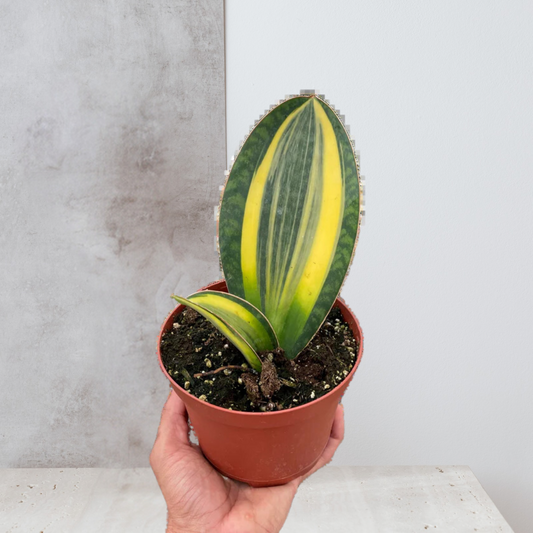 Variegated Shark Fin Snake Plant
